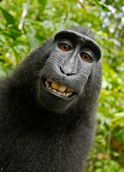 File:Macaca nigra self-portrait.jpg