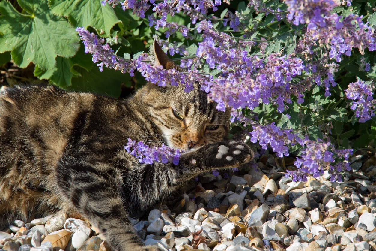 cat-rolling-in-catnip