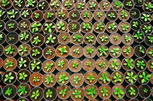 potted-seedlings-in-rows