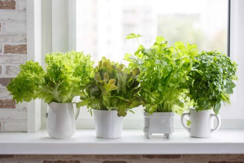 winter garden potted herbs